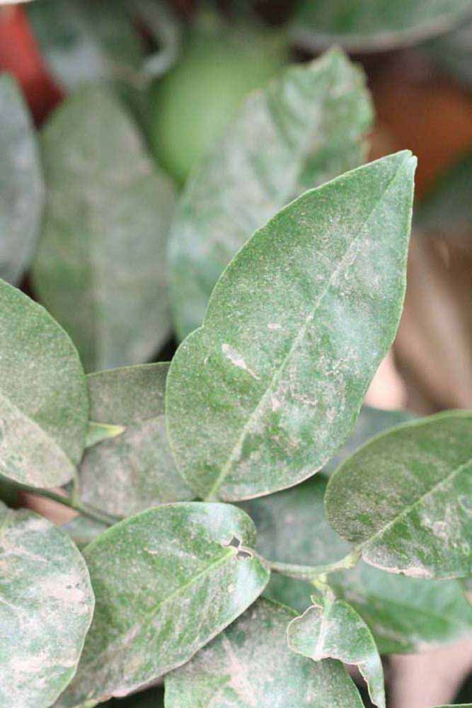              Sun leaves (Riverside, CA)       